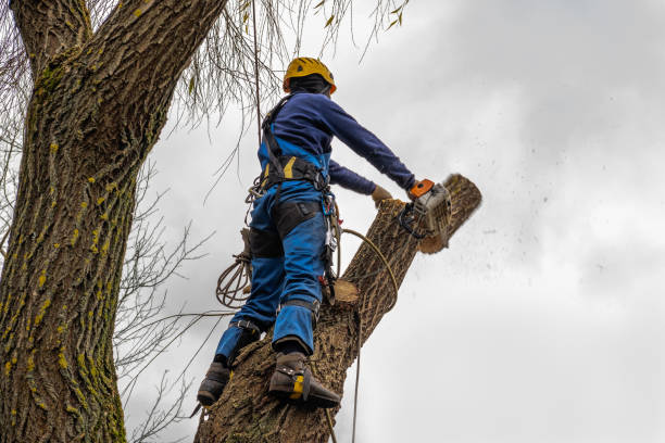 Best Tree Disease Treatment  in Orwigsburg, PA